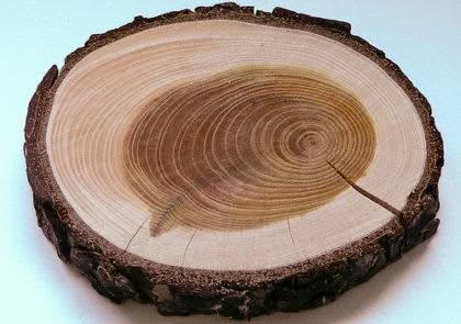 robinia